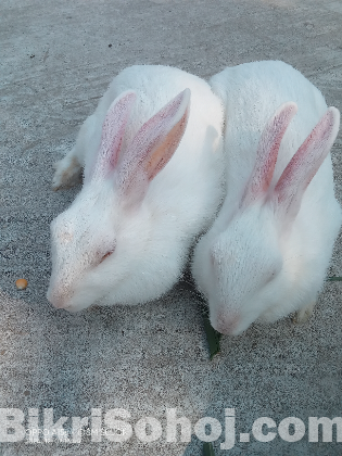 খরগোশ গুলো বিক্রি করবো